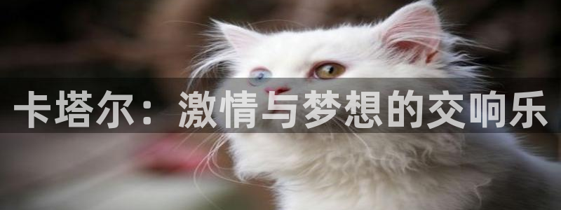 世界杯女足直播：卡塔尔：激情与梦想的交响乐